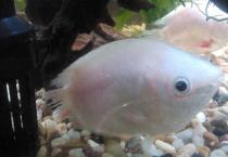 接吻鱼为什么接吻？