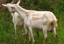 素枣糕(扬式)制作方法