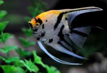 草莓高产优质关键技术