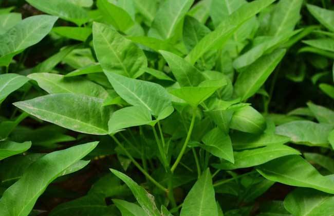 空心菜怎样采收