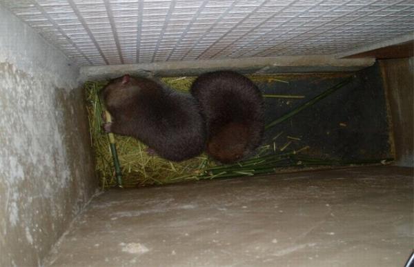 如何提高竹鼠繁殖率