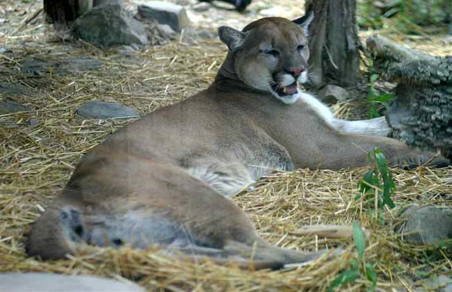 蟒蛇的天敌是什么?