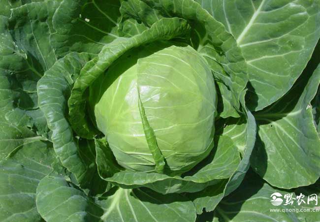 蔬菜营养价值排行榜