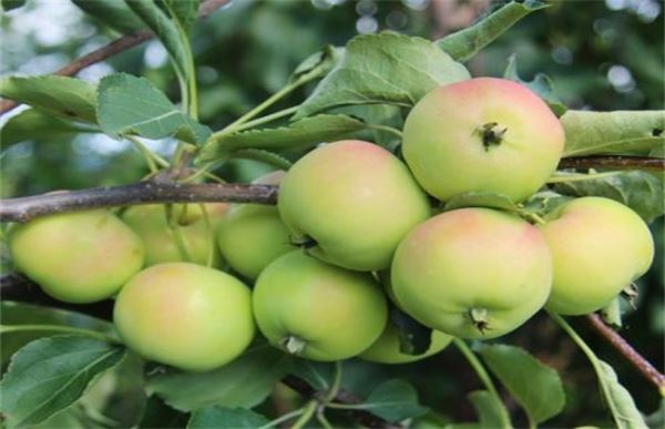 沙果和苹果的区别