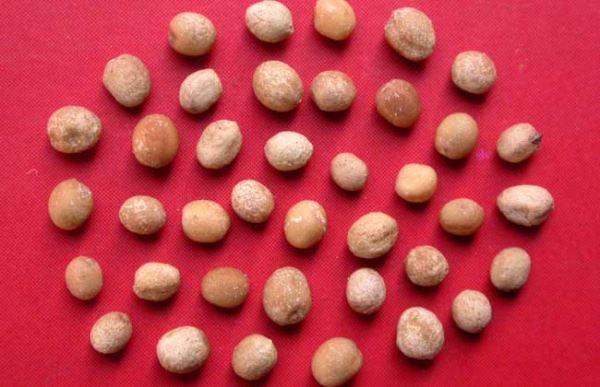 白芥子的功效与作用