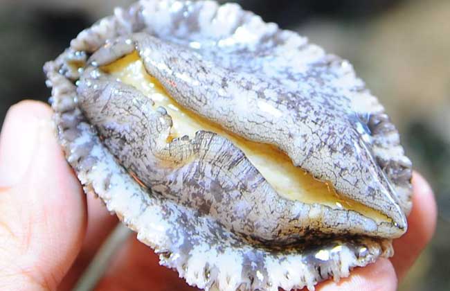 鲍鱼怎么清洗干净？