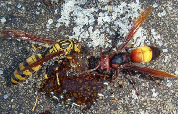 胡蜂蜇人怎么办？