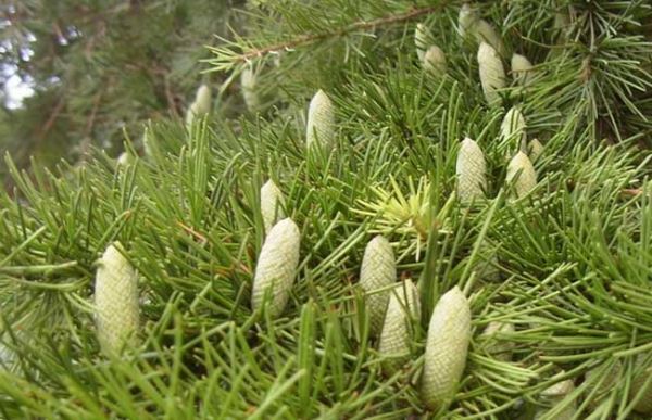 雪松精油的使用方法