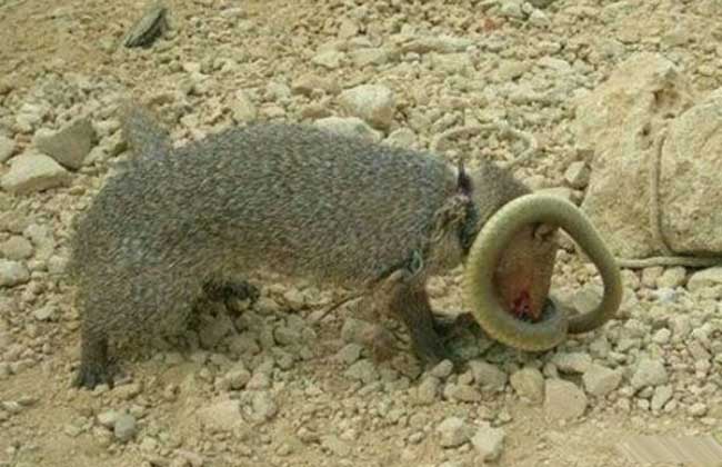 蛇獴为什么不怕蛇毒?