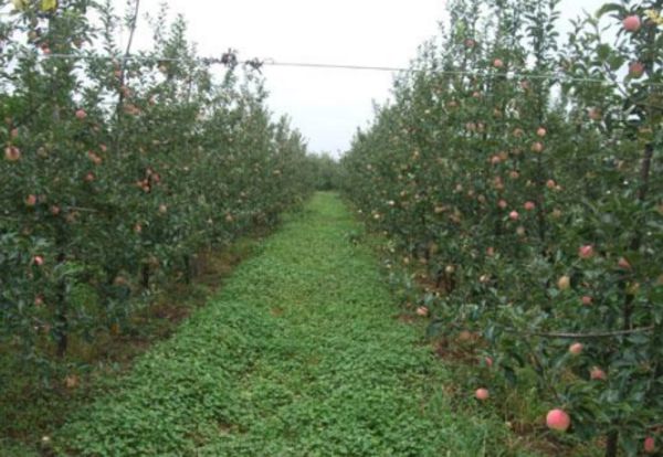 如何选择磷酸二氢钾？