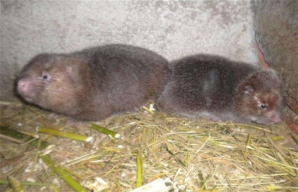 如何提高竹鼠繁殖率
