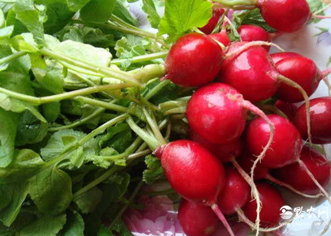 蔬菜营养价值排行榜