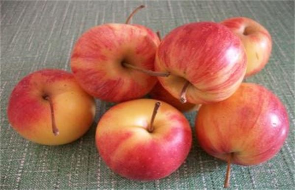 沙果和苹果的区别