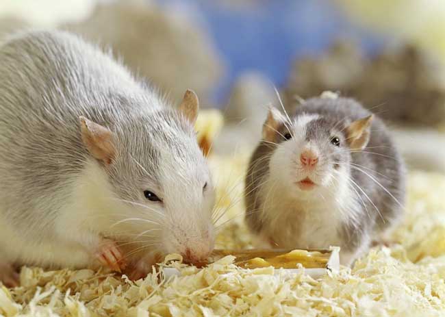 被老鼠咬了怎么办？