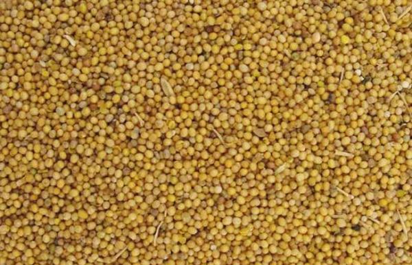 白芥子的功效与作用