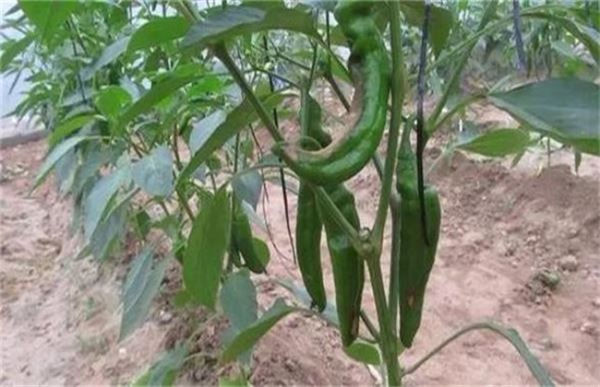 氮肥使用过量怎么补救