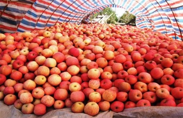 苹果采摘之后怎样贮藏保鲜