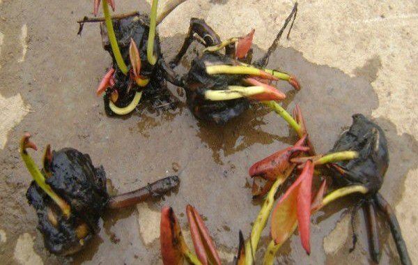 春季能不能播种旱睡莲?