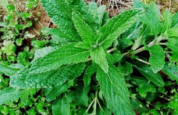 癞蛤蟆草泡水喝的功效与作用