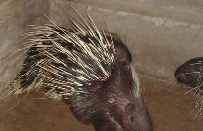 大蒜能治豪猪白痢传染病吗？