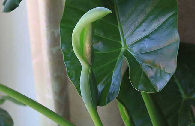 一帆风顺和滴水观音的区别