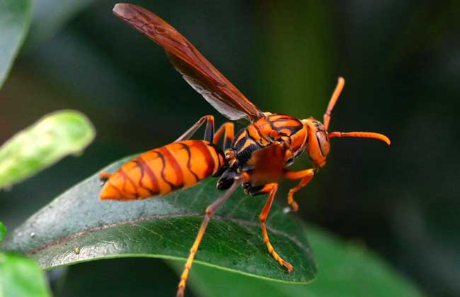 胡蜂蜇人怎么办？