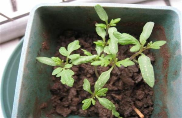 番茄出现高脚苗怎么办