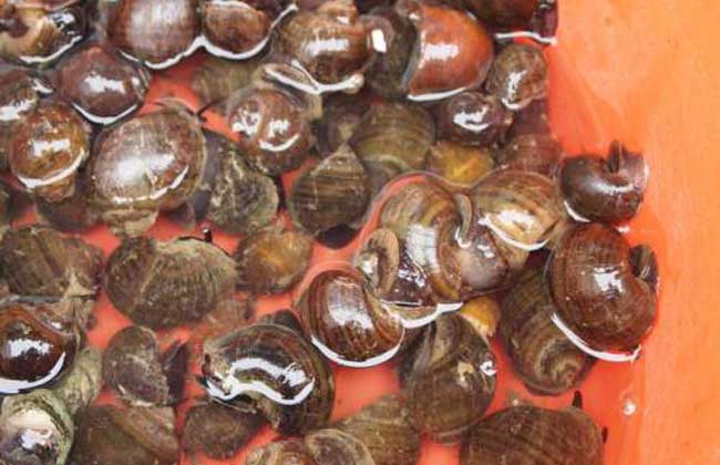 螺蛳的寄生虫有哪些