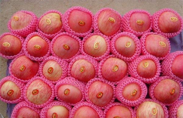 苹果采摘之后怎样贮藏保鲜