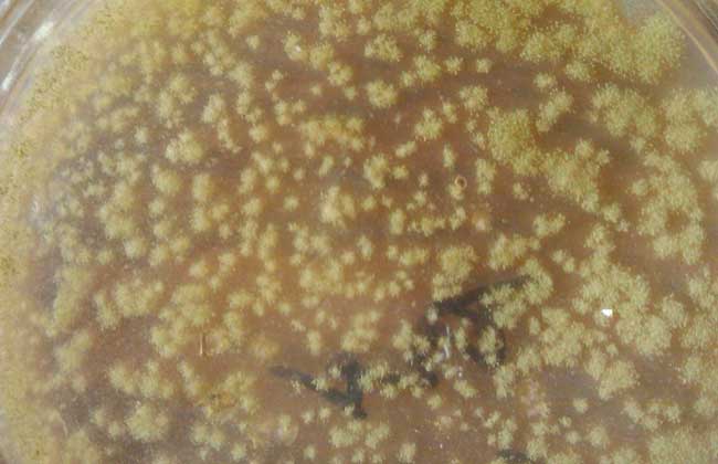 放线菌属于细菌吗？