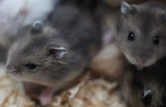 被老鼠咬了怎么办？