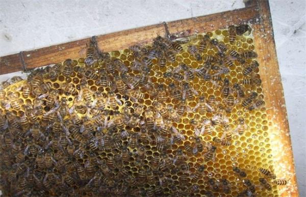 蜜蜂养殖中常见的几大误区