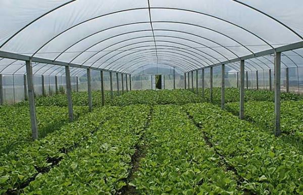 种植大棚需要多少钱?