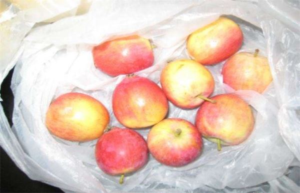 沙果和苹果的区别