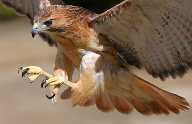 蟒蛇的天敌是什么?