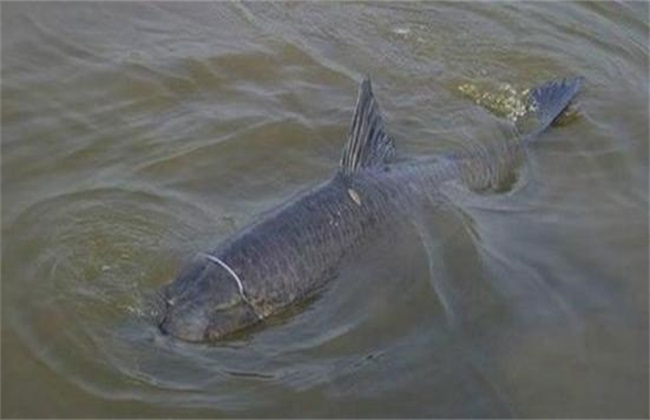 青鱼为什么很少人养