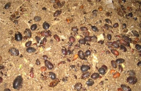 沼渣养殖土鳖虫技术