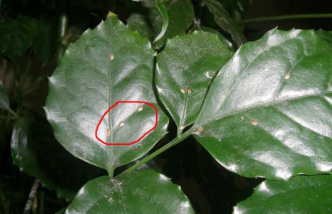 幸福树和发财树的区别