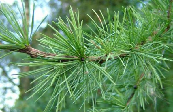 雪松精油的使用方法