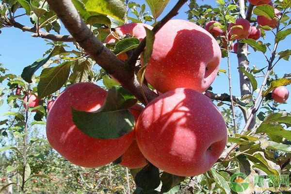 国产水蜜桃获得高产种植技术及病虫害防治