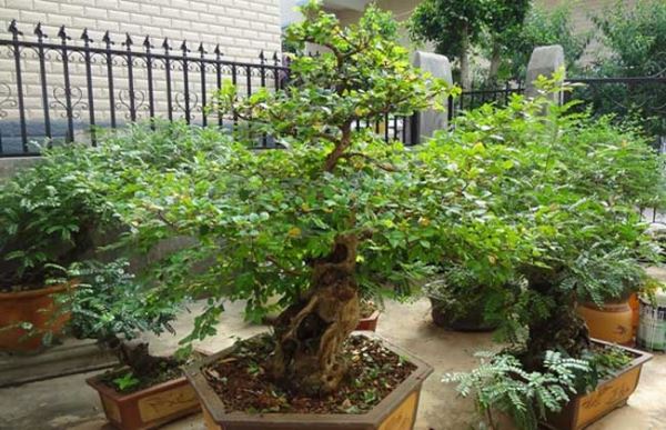 清香木的作用有哪些？