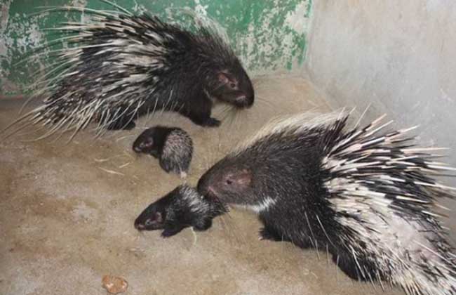 大蒜能治豪猪白痢传染病吗？