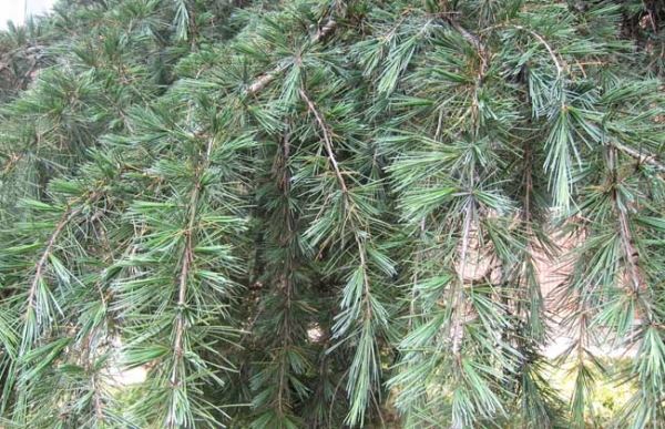 雪松精油的使用方法