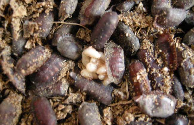 土元吃什么食物？