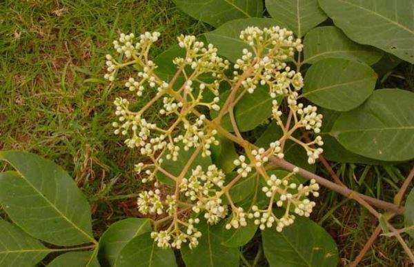 吴茱萸的功效与作用