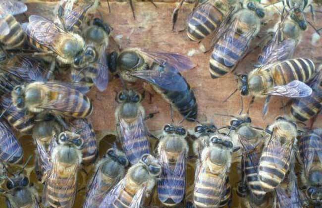 蜜蜂逃跑前有什么征兆