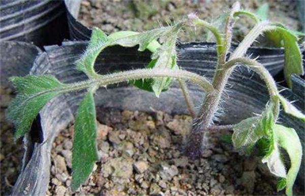 番茄出现高脚苗怎么办