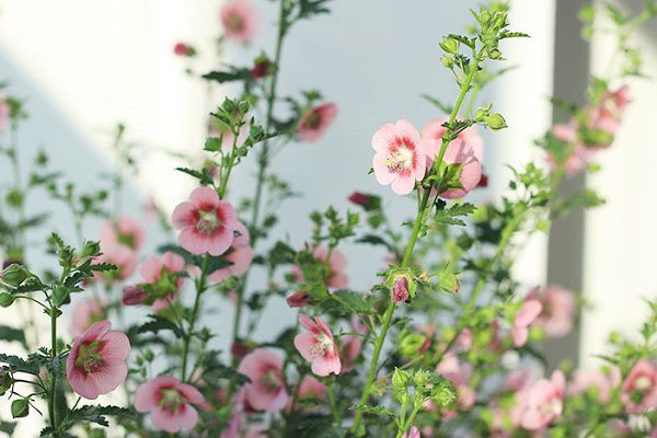 小木槿耐零下多少度低温 怎么才能安全过冬