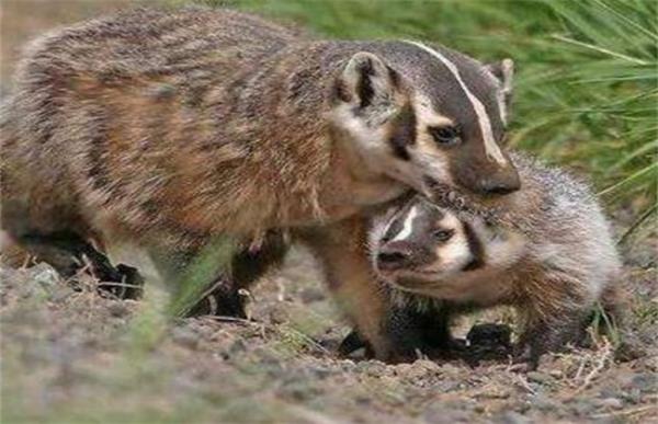 猪獾的养殖方法