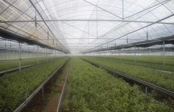 种植大棚需要多少钱?